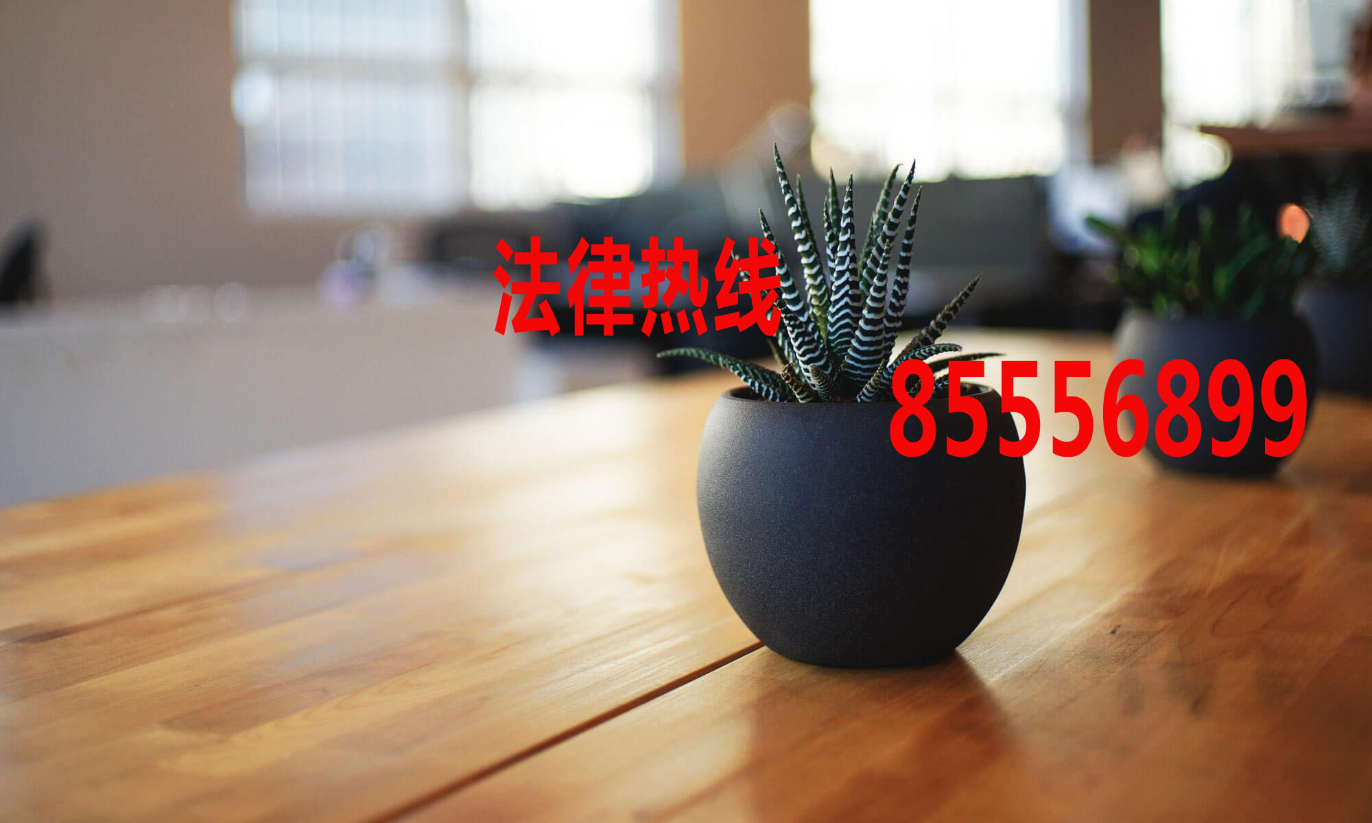 苍南律师15356291688_温州市苍南县律师